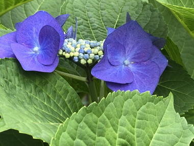 保温カバー　紫陽花　薄紫